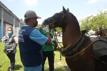 Inició el censo a familias con vehículos de tracción animal