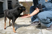 7597 animales de compañía fueron vacunados contra la rabia por el Centro de Zoonosis