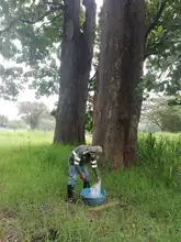 Caracolí, una especie arbórea que se levanta para sembrar vida en Cali