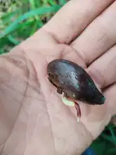 Caracolí, una especie arbórea que se levanta para sembrar vida en Cali