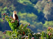 Las aves la principal riqueza natural de nuestra casa común