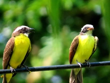 Las aves la principal riqueza natural de nuestra casa común