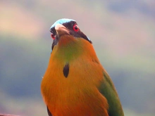 Las aves la principal riqueza natural de nuestra casa común