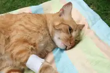 Con éxito se desarrolló jornada de salud animal en la comuna 11