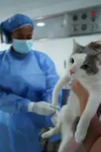 Con éxito se desarrolló jornada de salud animal en la comuna 11