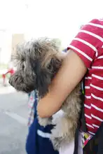 Con éxito se desarrolló jornada de salud animal en la comuna 11