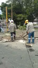 Los arboles urbanos como herramienta de manifestación social 