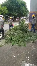 Los arboles urbanos como herramienta de manifestación social 