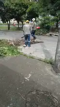 Los arboles urbanos como herramienta de manifestación social 