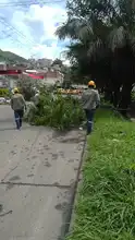 Los arboles urbanos como herramienta de manifestación social 