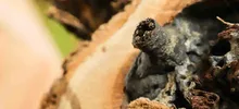Cali y el Mundo conmemoran el día mundial  de las Abejas