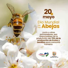 Cali y el Mundo conmemoran el día mundial  de las Abejas
