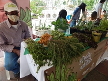 Mercado agroecológico