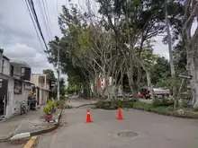 DAGMA continua dando respuesta a solicitudes de la comunidad sobre arboles urbanos 