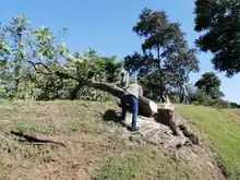 DAGMA continua dando respuesta a solicitudes de la comunidad sobre arboles urbanos 