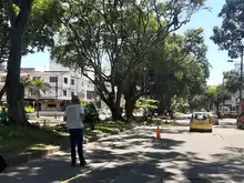 DAGMA continua dando respuesta a solicitudes de la comunidad sobre arboles urbanos 
