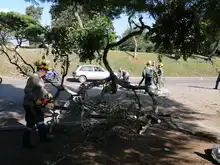 DAGMA continua dando respuesta a solicitudes de la comunidad sobre arboles urbanos 
