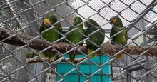 Hogar de Paso para animales silvestres: calidad de vida, cuidado y protección