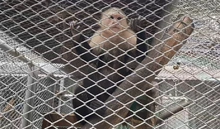 Hogar de Paso para animales silvestres: calidad de vida, cuidado y protección