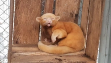 Hogar de Paso para animales silvestres: calidad de vida, cuidado y protección