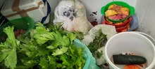 Hogar de Paso para animales silvestres: calidad de vida, cuidado y protección