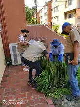 Dagma incrementa operativos para control y manejo del caracol africano