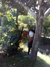 Dagma incrementa operativos para control y manejo del caracol africano