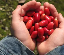 Dagma continúa promoviendo taller de Agrocultura en la ciudad