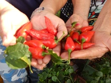 Dagma continúa promoviendo taller de Agrocultura en la ciudad
