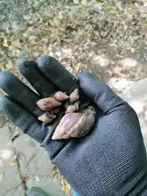 DAGMA promueve manejo y control del Caracol africano 
