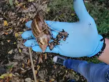 DAGMA promueve manejo y control del Caracol africano 