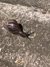 DAGMA promueve manejo y control del Caracol africano 