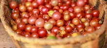 Este domingo, pequeños cultivos brindan seguridad alimentaria a la amada Cali