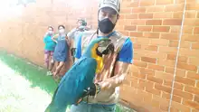 Dagma rescata guacamaya en conjunto residencial al sur de Cali