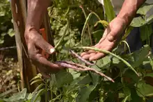 Alimentos orgánicos, la apuesta de los agricultores de ‘La Gloria’ en el mercado campesino 