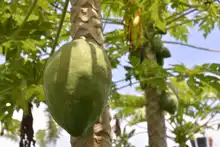 Alimentos orgánicos, la apuesta de los agricultores de ‘La Gloria’ en el mercado campesino 