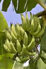 Alimentos orgánicos, la apuesta de los agricultores de ‘La Gloria’ en el mercado campesino 