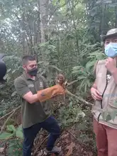 Tras recuperación, búho rayado y águila coliblanca fueron liberados por el Dagma