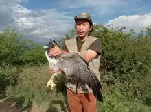 Tras recuperación, búho rayado y águila coliblanca fueron liberados por el Dagma