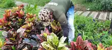 Parque Jovita se embellece con acciones de restauración ambiental