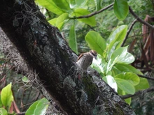 Con una ‘pajareada’ nos sumamos a la protección de la biodiversidad caleña