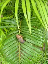 Continúa control y manejo del caracol africano en comunas de Cali