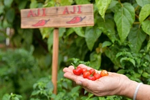 Huertas para la vida, un proyecto más allá de la soberanía alimentaria