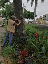 DAGMA atiende situación de riesgo con árbol de gran tamaño  
