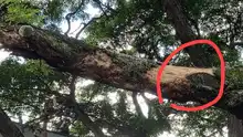 DAGMA atiende situación de riesgo con árbol de gran tamaño  