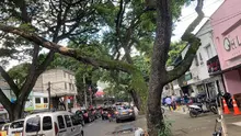 DAGMA atiende situación de riesgo con árbol de gran tamaño  