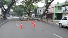 DAGMA atiende situación de riesgo con árbol de gran tamaño  