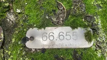 DAGMA atiende situación de riesgo con árbol de gran tamaño  