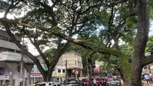 DAGMA atiende situación de riesgo con árbol de gran tamaño  