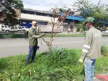 Siembra y restauración de zonas verdes en nuestra amada Cali 